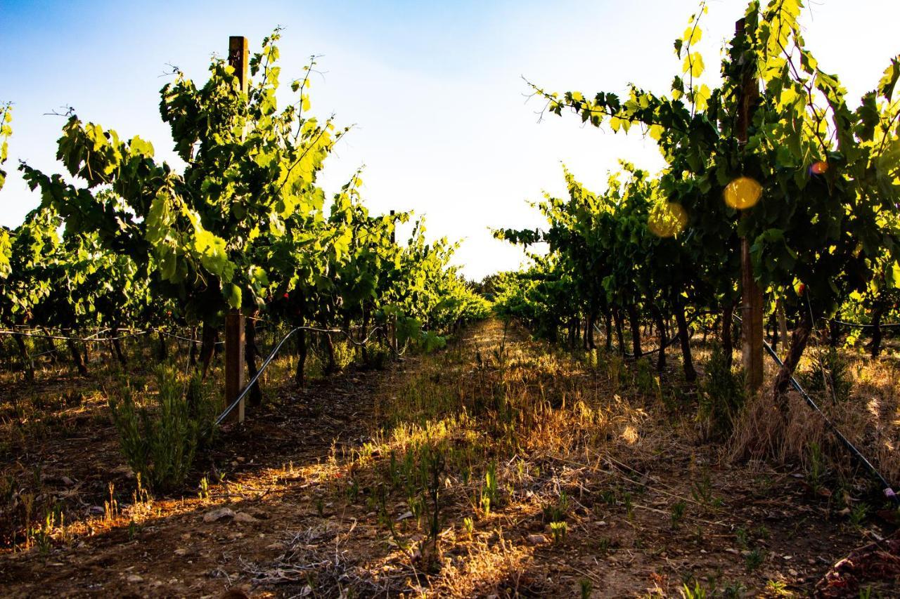 לינה וארוחת בוקר אלגהרו The Vineyards מראה חיצוני תמונה