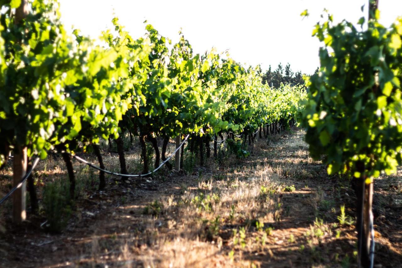 לינה וארוחת בוקר אלגהרו The Vineyards מראה חיצוני תמונה