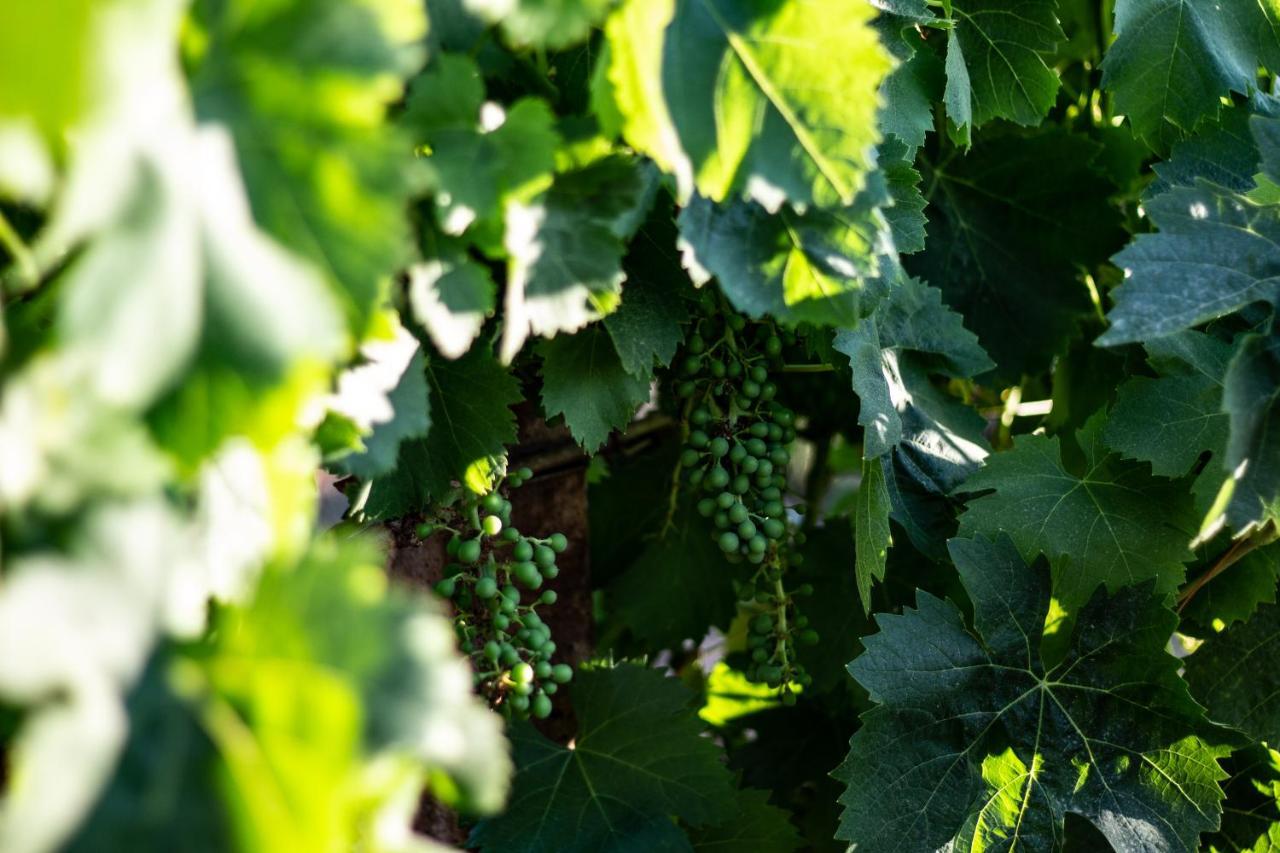 לינה וארוחת בוקר אלגהרו The Vineyards מראה חיצוני תמונה