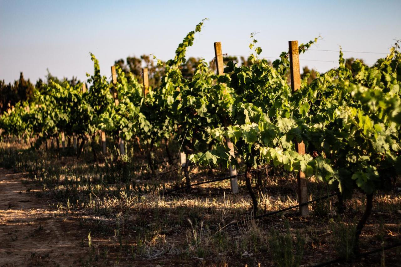 לינה וארוחת בוקר אלגהרו The Vineyards מראה חיצוני תמונה