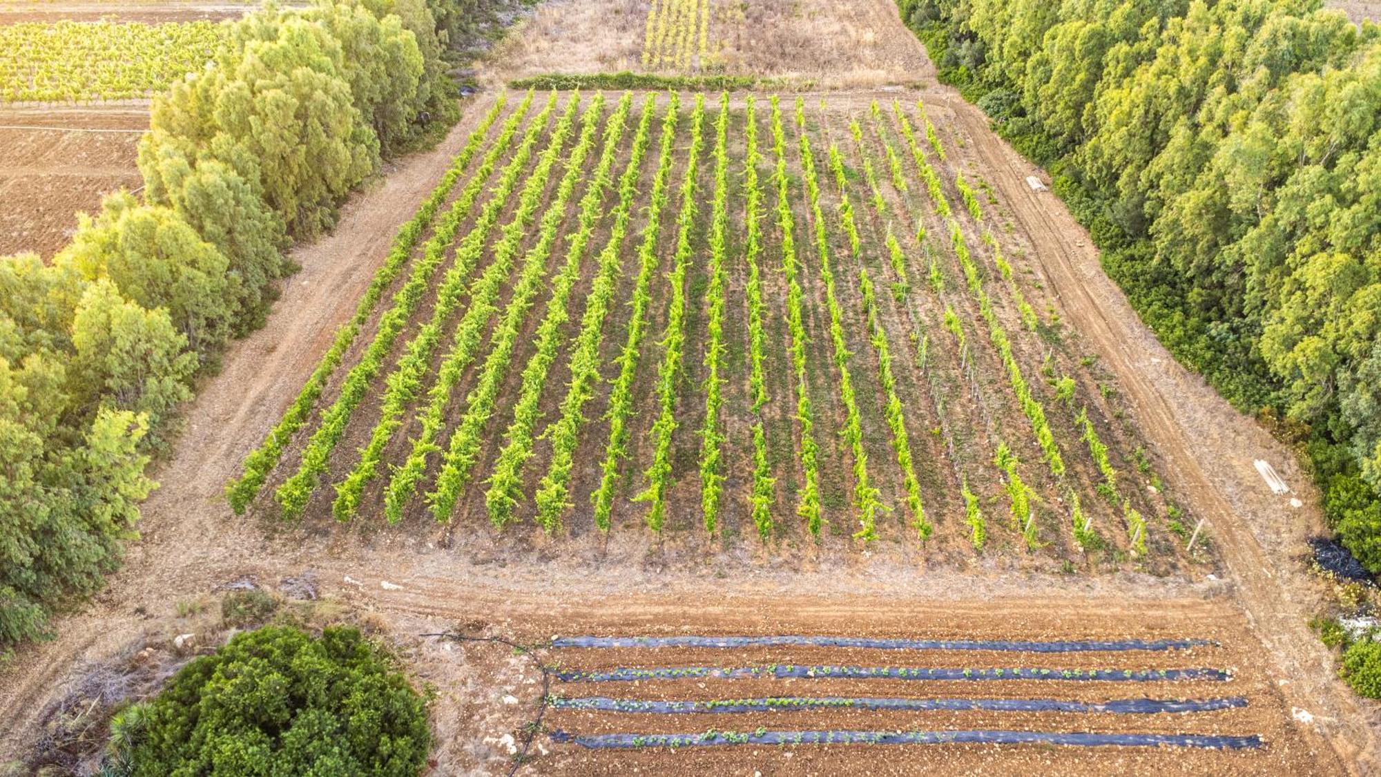 לינה וארוחת בוקר אלגהרו The Vineyards מראה חיצוני תמונה