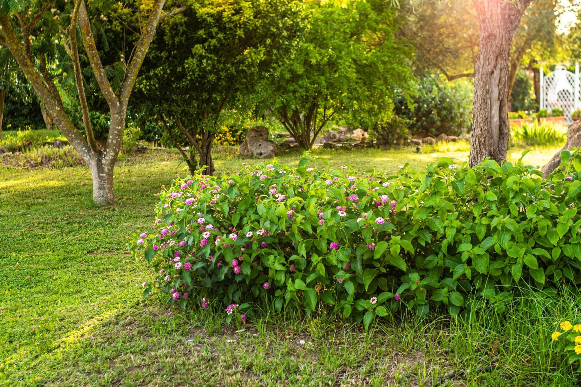 לינה וארוחת בוקר אלגהרו The Vineyards מראה חיצוני תמונה